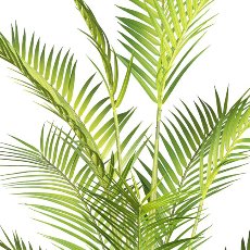 Arecapalme x21, ca 150cm grün im Kunststofftopf 19,5x17,5cm mit Erde