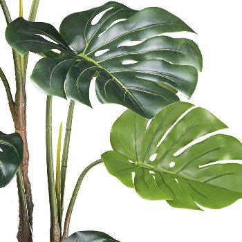 Splitphilodendron x12 leaves 140cm green,in plastic pot 17x15cm with soil