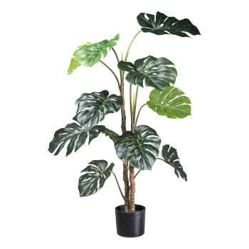 Splitphilodendron x12 leaves 140cm green,in plastic pot 17x15cm with soil