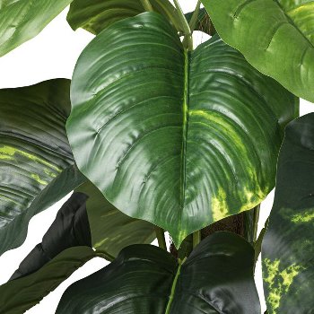 Philodendron scandens x18 Bl. 90cm green with coconut trunk, in plastic pot 15x13cm with