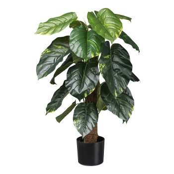 Philodendron scandens x18 Bl. 90cm green with coconut trunk, in plastic pot 15x13cm with
