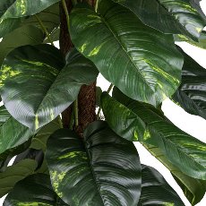 Philodendron scandens x43 leaf 150cm green with coconut trunk, in plastic pot