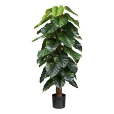 Philodendron scandens x43 Bl. 150cm grün mit Cocosstamm, im Kunststofftopf 19,5x17cm mit
