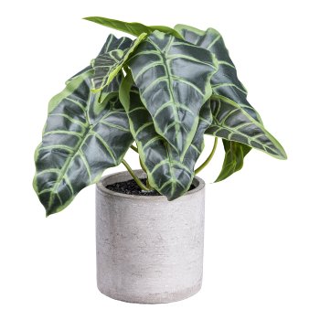 Anthurium x12 flowers, ca 22cm, green, in cement pot 9.5x9cm with soil plastic