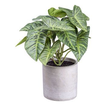 Syngonium x12 leaves, ca 22cm green, in cement pot 9.5x9cm w. soil plastic