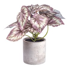 Rex Begonia x12 flowers, ca 22cm green-pink, in cement pot 9.5x9cm w. soil plastic