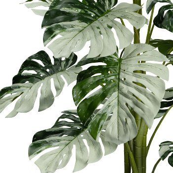 Monstera Variegata Halfmoon 16Bl., ca 115cm grünweiß,im schwarzen Kunststofftopf