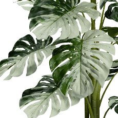 Monstera Variegata Halfmoon 16Bl., ca 115cm grünweiß,im schwarzen Kunststofftopf