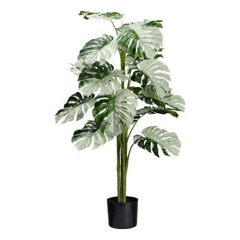 Monstera Variegata Halfmoon 16Bl., ca 115cm grünweiß,im schwarzen Kunststofftopf