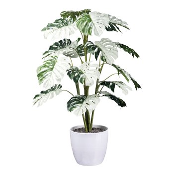 Monstera Variegata Halfmoon 16Bl., ca 115cm grünweiß,im schwarzen Kunststofftopf