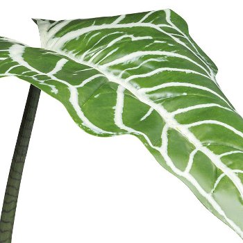 Colocasia white lava 3bl., ca 130cm green-white, in black plastic pot 16.5x14.5cm with