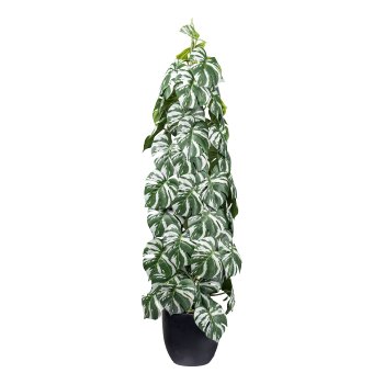 Splitphilodendron variegata x4, ca 90cm green-white,in black plastic pot 15,5x14,5cm