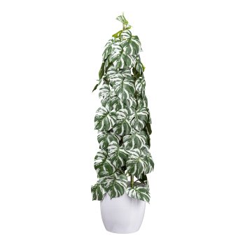 Splitphilodendron variegata x4, ca 90cm green-white,in black plastic pot 15,5x14,5cm