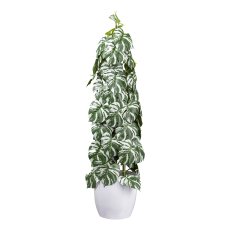 Splitphilodendron variegata x4, ca 90cm green-white,in black plastic pot 15,5x14,5cm