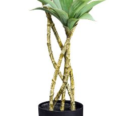 Agave x5, 160cm green-grey in plastic pot 20x17cm with soil