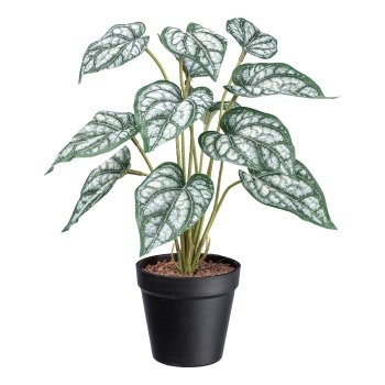 Syngonium x12, ca 38cm green-white, in plastic pot 11x10cm with granules