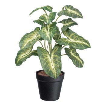 Syngonium pixie x12, ca 38cm green-yellow, in plastic pot 11x10cm with granules
