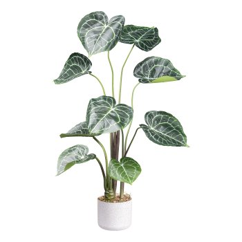 Anthurium clarinervium x9, ca 100cm green-white, in white melamine pot 15x13cm with soil