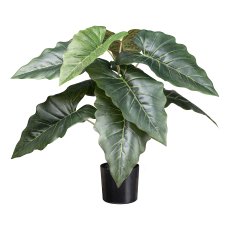 Taro plant x9, ca 66cm green,