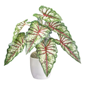 Syngonium x9, ca 66cm green-red in plastic pot 12,5x11,5cm with soil
