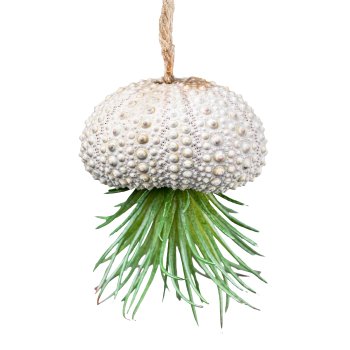 Tillandsia hanger 6cm plastic, green in sea urchin case ca 6x3cm