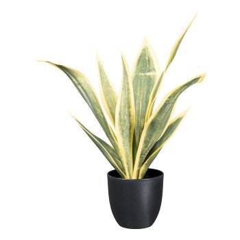 Sansevieria trifasciata, 53cm, gelbgrün, im Kunststofftopf 13,5x13cm