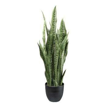 Sanseveria, 90cm green, in plastic pot 18x16cm