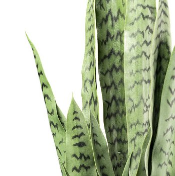 Sansevieria, 110cm, green, in plastic pot 19x17cm