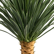 Yucca rostrata Stamm, ca 85cm grün, im Kunststofftopf 16,5x14,5cm