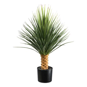Yucca rostrata Stamm, ca 85cm grün, im Kunststofftopf 16,5x14,5cm