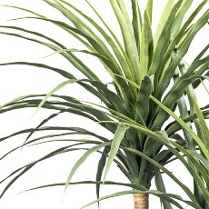 Dracaena x5, ca 160cm green in plastic pot 24.5x25.5cm