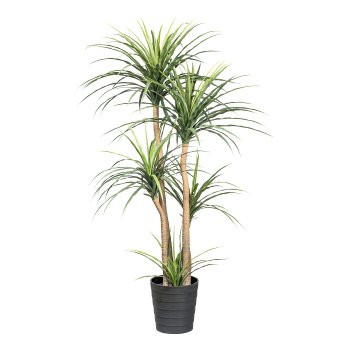 Dracaena x5, ca 160cm green in plastic pot 24.5x25.5cm