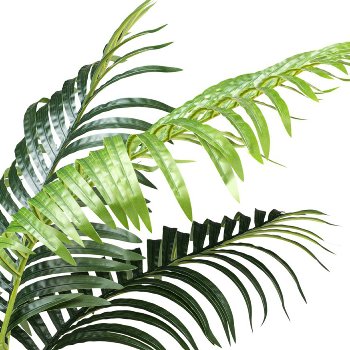 Kentia palm x10, ca 110cm green in plastic pot 15x13cm