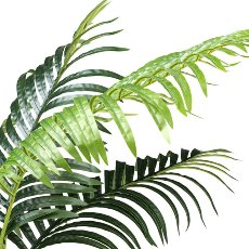 Kentia palm x10, ca 110cm green in plastic pot 15x13cm