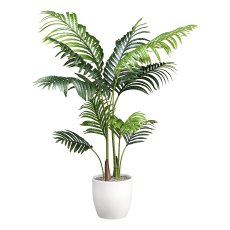Kentia palm x10, ca 110cm green in plastic pot 15x13cm