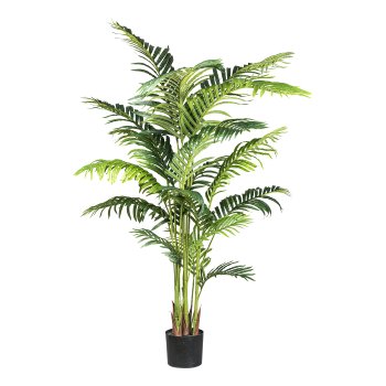 Kentia palm x17, ca 160cm green in plastic pot 17x15cm