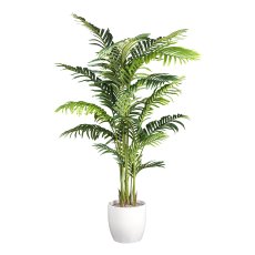 Kentia palm x17, ca 160cm green in plastic pot 17x15cm