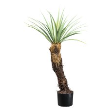 Yucca rostrata , ca 93cm