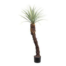 Yucca rostrata , ca 120cm