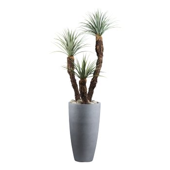Yucca rostrata, ca 120cm graugrün, im Kunststofftopf 15x13cm, m.Erde