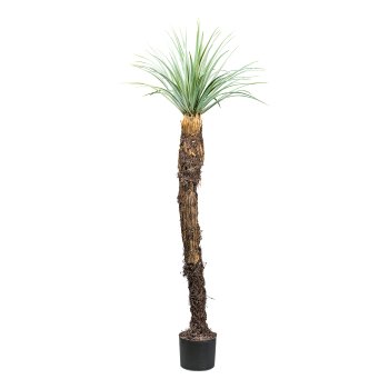 Yucca rostrata, ca 150cm grey-green, in plastic pot 17x14,5cm, w.soil