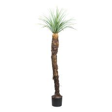 Yucca rostrata, ca 150cm