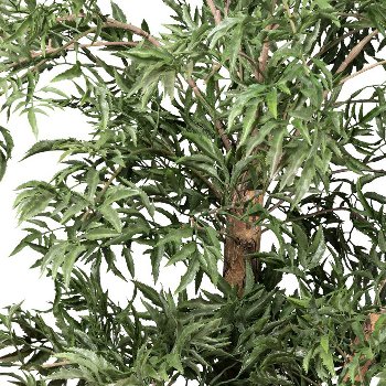 Aralia ming polyscias, ca 110cm grün, Naturstamm im Kunststofftopf 17x14,5cm