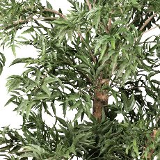 Aralia ming polyscias, ca 110cm grün, Naturstamm im Kunststofftopf 17x14,5cm