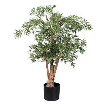 Aralia ming polyscias, ca 110cm grün, Naturstamm im Kunststofftopf 17x14,5cm