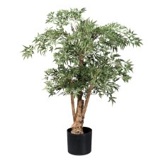 Aralia ming polyscias, ca 110cm grün, Naturstamm im Kunststofftopf 17x14,5cm