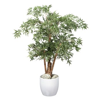 Aralia ming polyscias, ca 110cm grün, Naturstamm im Kunststofftopf 17x14,5cm