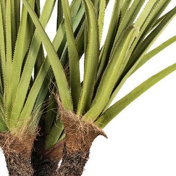 Pandanus tectorius x3,ca 210cm grün, Wurzelstamm im Kunststofftopf 21x18,5cm