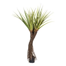 Pandanus tectorius x3,ca 210cm grün, Wurzelstamm im Kunststofftopf 21x18,5cm