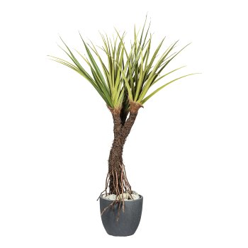 Pandanus tectorius x3,ca 210cm grün, Wurzelstamm im Kunststofftopf 21x18,5cm